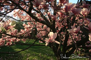 IMG_0666 copy